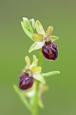 BUITEN BEELD Foto: 250028