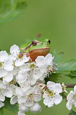 BUITEN BEELD Foto: 250043