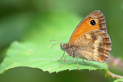 BUITEN BEELD Foto: 250052