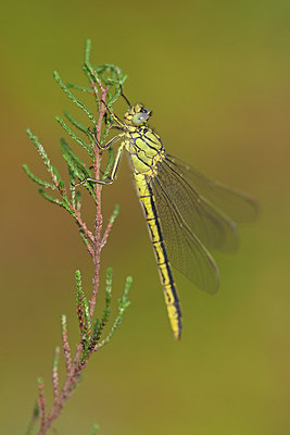 BUITEN BEELD Foto: 250056