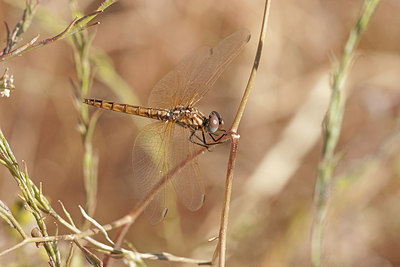 BUITEN BEELD Foto: 250061