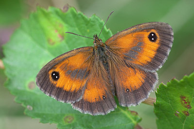BUITEN BEELD Foto: 250073