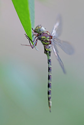 BUITEN BEELD Foto: 250080