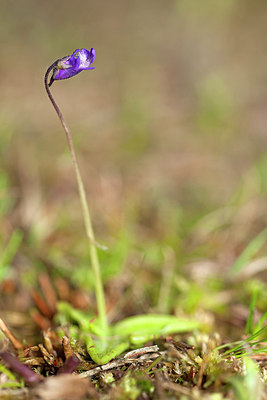 BUITEN BEELD Foto: 250116