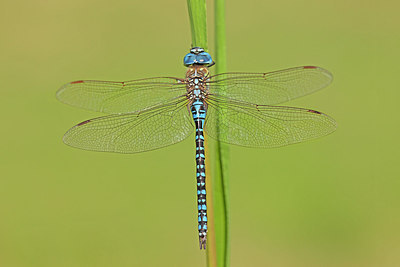 BUITEN BEELD Foto: 250152
