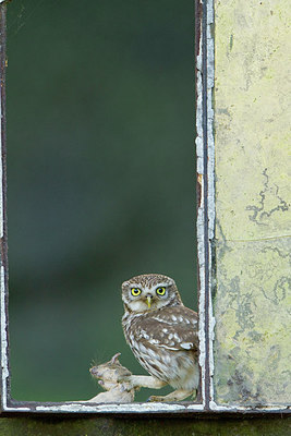 BUITEN BEELD Foto: 250242