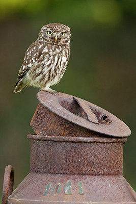 BUITEN BEELD Foto: 250248