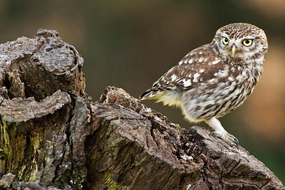 BUITEN BEELD Foto: 250250