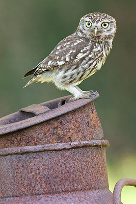 BUITEN BEELD Foto: 250251