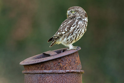 BUITEN BEELD Foto: 250252