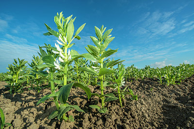 BUITEN BEELD Foto: 250373