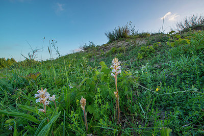 BUITEN BEELD Foto: 250388