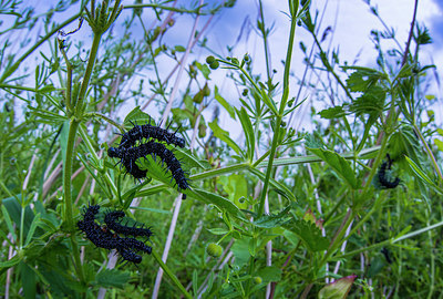BUITEN BEELD Foto: 250436
