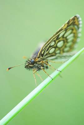 BUITEN BEELD Foto: 250465