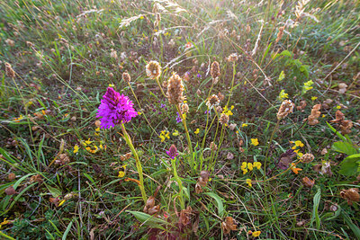 BUITEN BEELD Foto: 250482