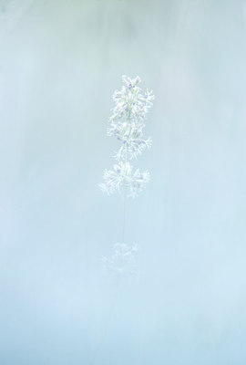 BUITEN BEELD Foto: 250507