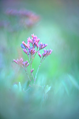 BUITEN BEELD Foto: 250512