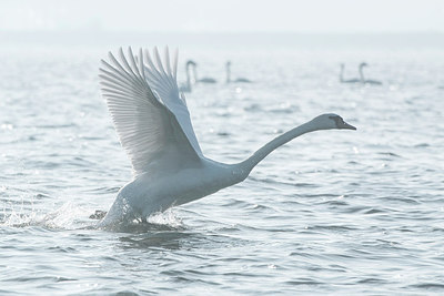 BUITEN BEELD Foto: 250527