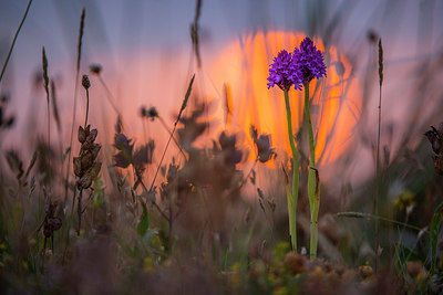 BUITEN BEELD Foto: 250531