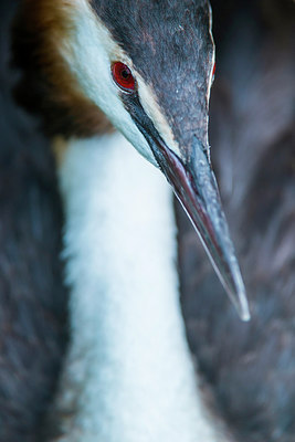 BUITEN BEELD Foto: 250566