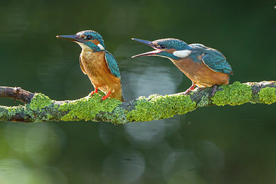 BUITEN BEELD Foto: 250576
