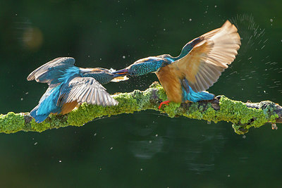 BUITEN BEELD Foto: 250577