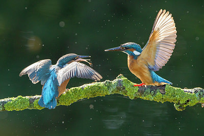 BUITEN BEELD Foto: 250578