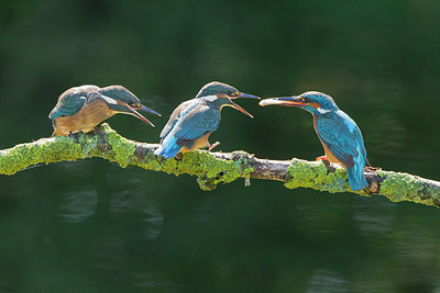 BUITEN BEELD Foto: 250580