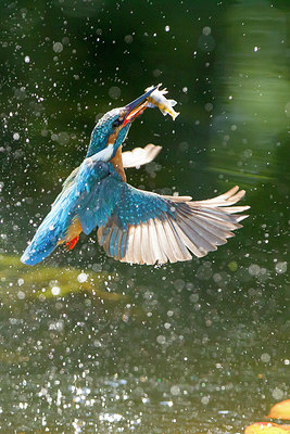 BUITEN BEELD Foto: 250582