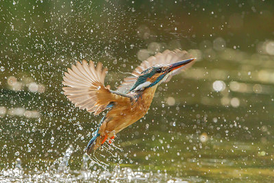 BUITEN BEELD Foto: 250586