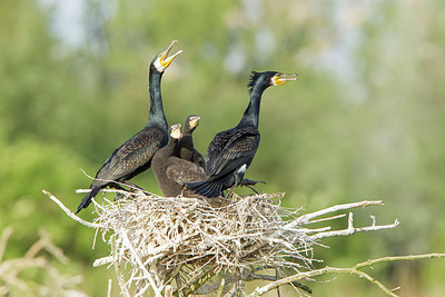 BUITEN BEELD Foto: 250608