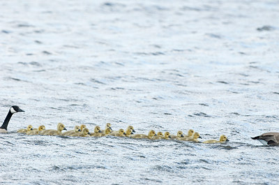 BUITEN BEELD Foto: 250625