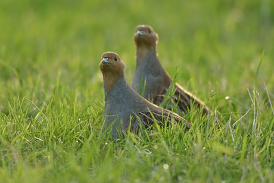 BUITEN BEELD Foto: 250649