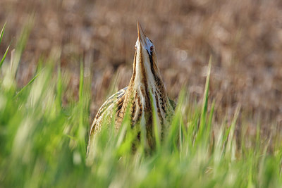 BUITEN BEELD Foto: 250650
