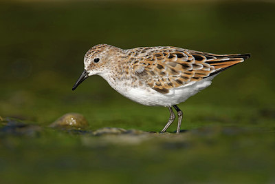 BUITEN BEELD Foto: 250700