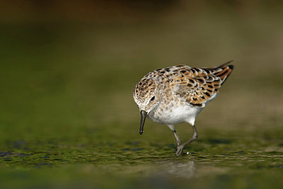 BUITEN BEELD Foto: 250701