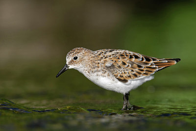 BUITEN BEELD Foto: 250706