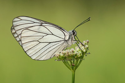BUITEN BEELD Foto: 250728