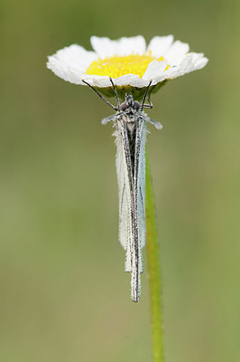 BUITEN BEELD Foto: 250730
