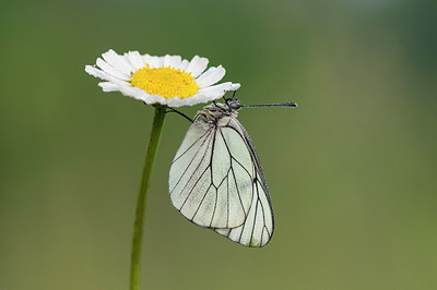 BUITEN BEELD Foto: 250731