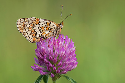 BUITEN BEELD Foto: 250732