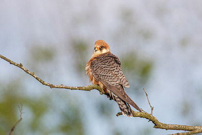 BUITEN BEELD Foto: 250767