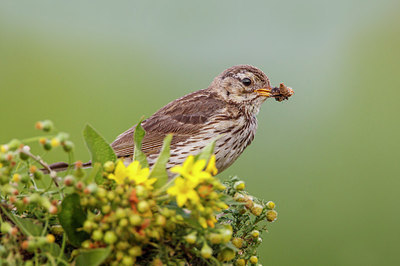 BUITEN BEELD Foto: 250768