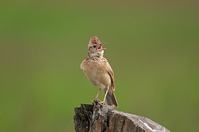 BUITEN BEELD Foto: 250805