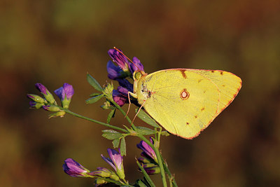 BUITEN BEELD Foto: 250822