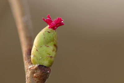 BUITEN BEELD Foto: 250868
