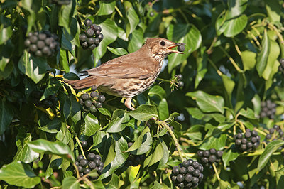 BUITEN BEELD Foto: 250880