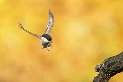 BUITEN BEELD Foto: 250882