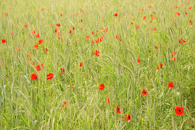 BUITEN BEELD Foto: 250909