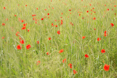 BUITEN BEELD Foto: 250927